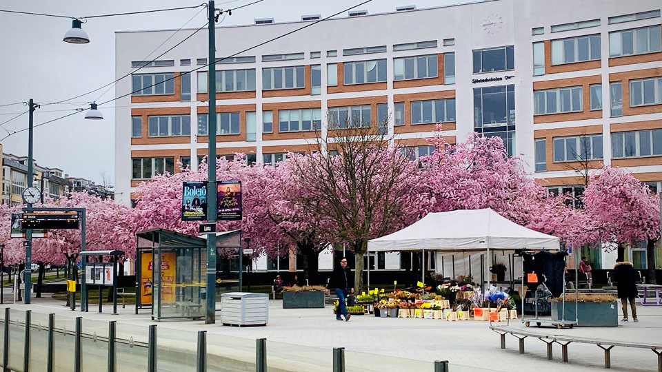 Torg med torghandel och japanska körsbärsträd som blommar, foto.