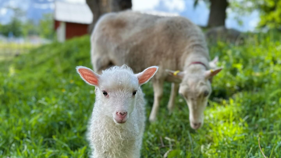 En kulle med gräs. Ett vitt lamm tittar in mot kameran och bakom ett får som betar.