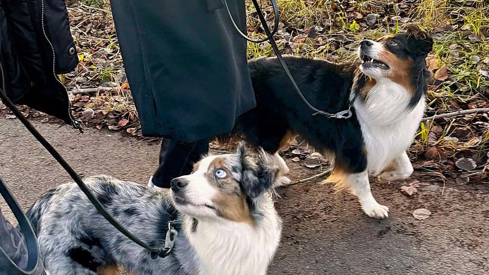 Två hundar syns gå på promenad med två människor som man bara ser benen på