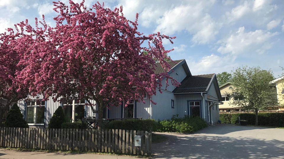 Lågt hus i trä med blommande träd utanför.