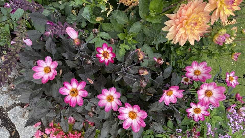 En blomsterrabatt med färgglada blommor.